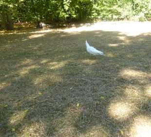 Voliére auf der Pfaueninsel