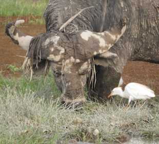 Amboseli