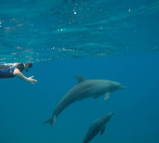 Delfinschnorcheln mit den Dolphin Dancers, 2012
