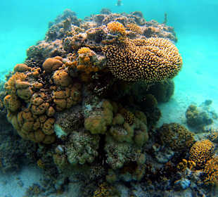 Schnorcheln Marsa Alam