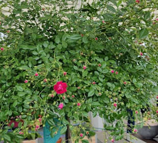 Alles zu sehen im Rosenhaus