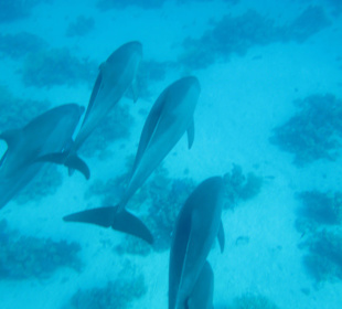 Und heute eine ganze Delfinschule beobachtet