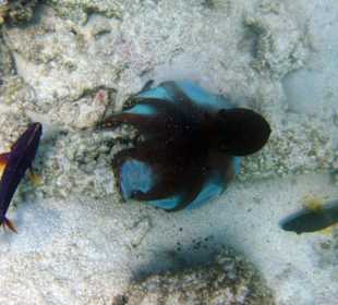 Octopus in der Lagune...