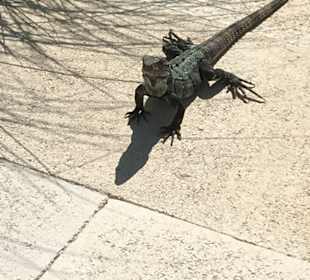 Strand Playa del Carmen/Playacar