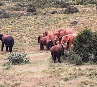 Addo Elephant Park