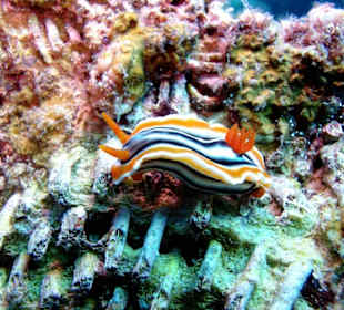 Schnecke