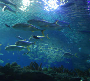 Das Riesenaquarium zum Begehen