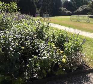 Wildblumenwiese - Berggarten