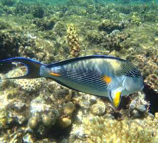 Fischvielfalt im Roten Meer