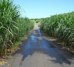 Zufahrt zum Museum durch die Zuckerrohrfelder