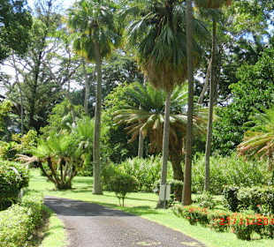 Botanischer Garten in St. Vincent