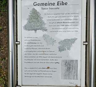 Gemeine Eibe