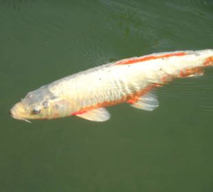 Am Teich der Gärten von Schloss Trauttmansdorff