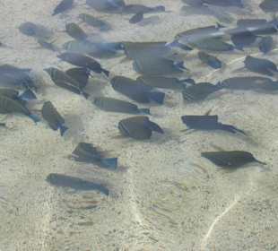 Im knietiefen Wasser am Strand