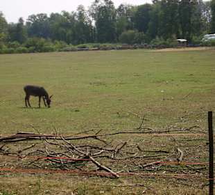Allevamenti nel parco