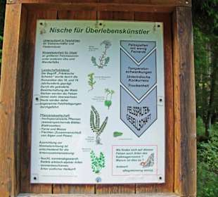 Der Therapeutische Wanderweg