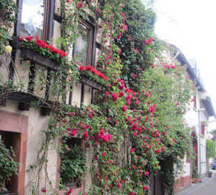 Altstadt Bad Bergzabern, Viele Rosen