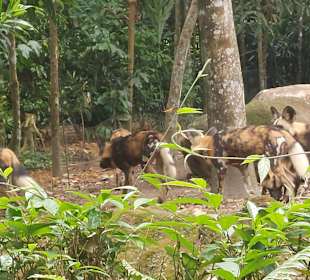 Singapur Zoo