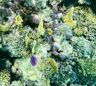 Schnorcheln Marsa Alam