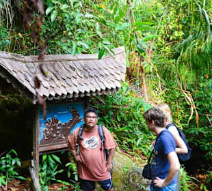 Auf dem Dschungeltrail