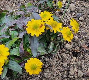 Dürfen auf nicht fehlen