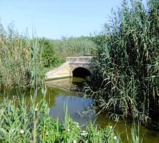 Brücke im Schilf