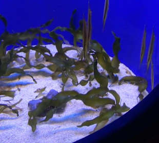 Palma Aquarium