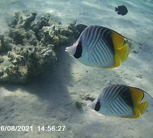 Schnorcheln Makadi Bay