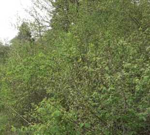 Premiumwanderweg Hochgebürzelt