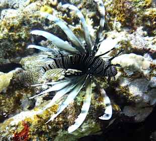 Schwarzfeuerfisch - Hausriff