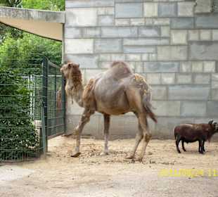 Besuch im Berliner Zoo