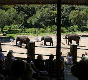Maetang Elephant Park