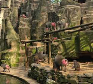 Zoologischer Garten Köln