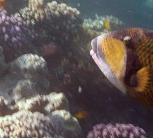 Schnorcheln am Hausriff