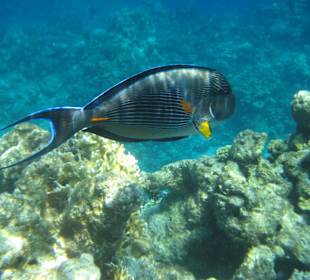 Die Fische waren überall und vor allem am Steg