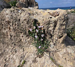Alpenveilchen auf den Mauern