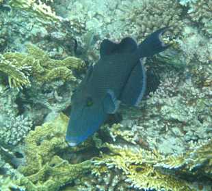Sehr schönes Riff mit Sandstrand
