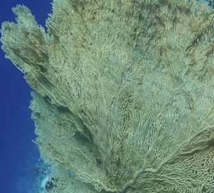 Jasmin Diving Center