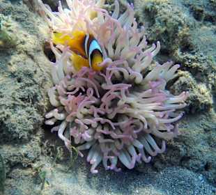 Anemonenfisch