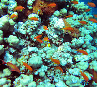 Hausriff Grand Makadi