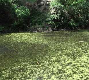 Wanderweg - Alter Steinbruch Pfaffenberg Runde