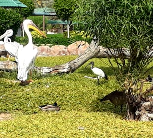 Al Areen Wildlife Park