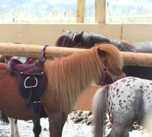Am Speichersee gibt es Ponyreiten für die Kinder