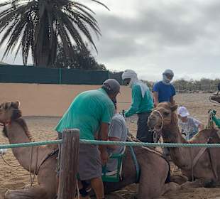 Kamelreiten Maspalomas
