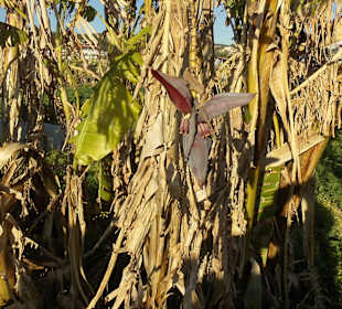Vereinzelt kommt eine Staude