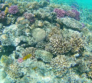 Schnorcheln Makadi Bay