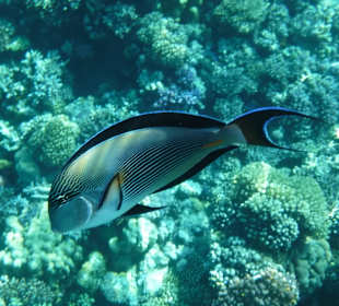 Schnorcheln Makadi Bay