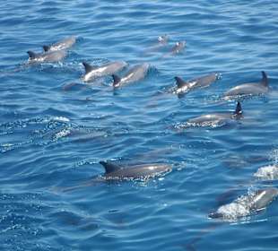 Delfine so weit das Auge reicht