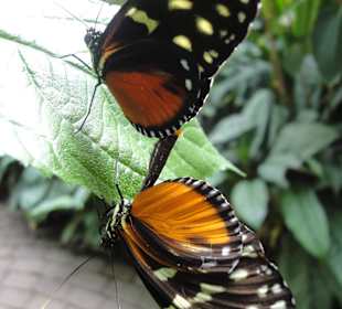 Schmetterling