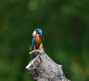 Stadtrundgang Induruwa